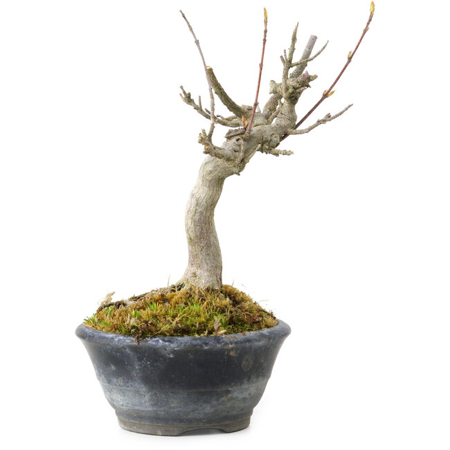Acer buergerianum, 14 cm, ± 20 anni