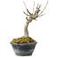 Acer buergerianum, 14 cm, ± 20 anni
