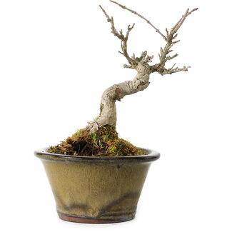 Acer buergerianum, 14 cm, ± 20 años