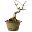Acer buergerianum, 14 cm, ± 20 jaar oud