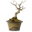 Acer buergerianum, 14 cm, ± 20 years old
