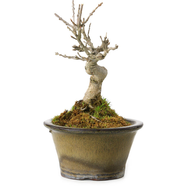 Acer buergerianum, 14 cm, ± 20 years old