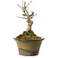 Acer buergerianum, 14 cm, ± 20 anni