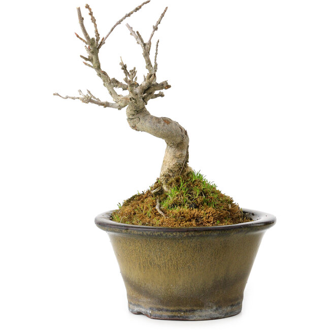 Acer buergerianum, 14 cm, ± 20 years old