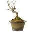 Acer buergerianum, 14 cm, ± 20 years old