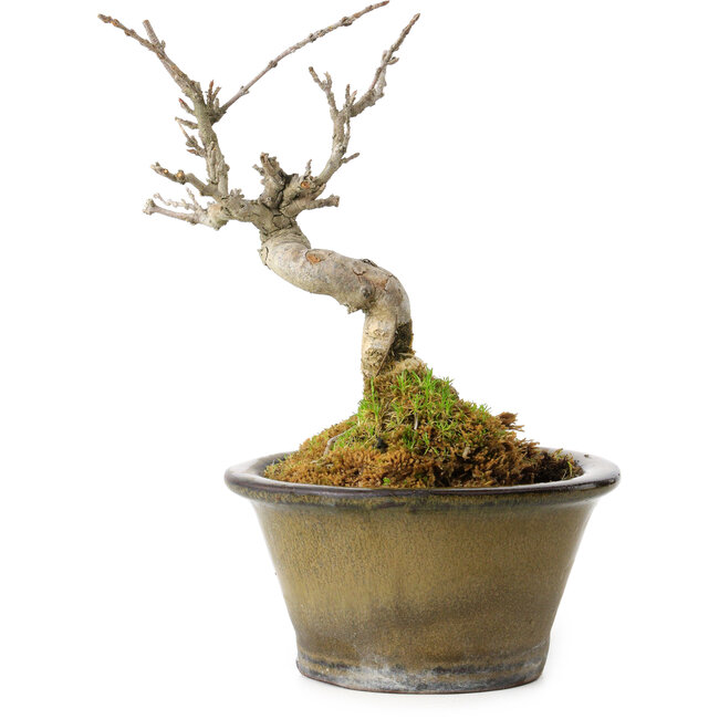 Acer buergerianum, 14 cm, ± 20 jaar oud