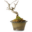 Acer buergerianum, 14 cm, ± 20 anni