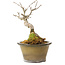 Acer buergerianum, 14 cm, ± 20 jaar oud