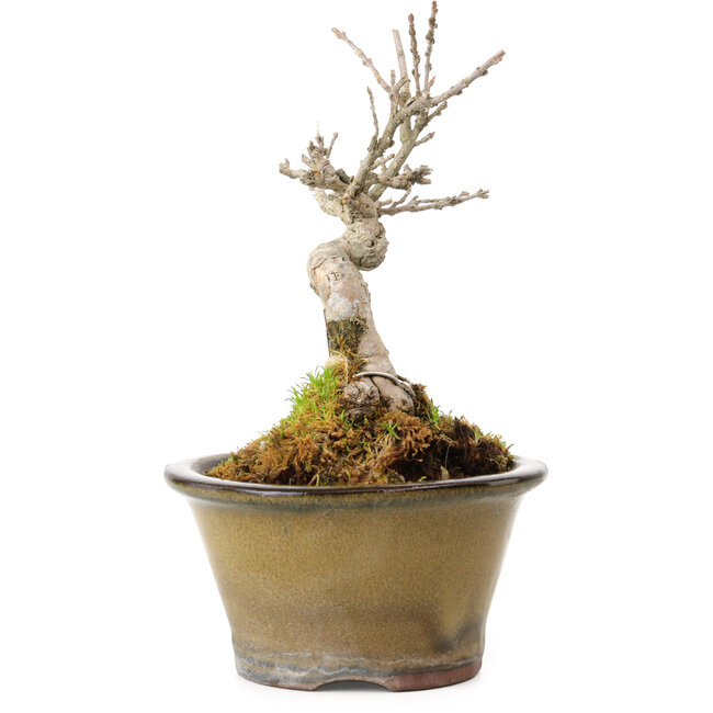 Acer buergerianum, 14 cm, ± 20 ans