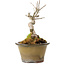 Acer buergerianum, 14 cm, ± 20 years old