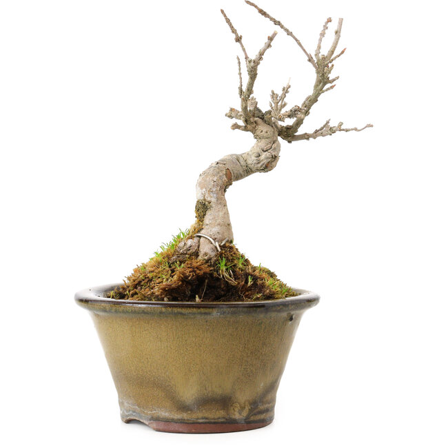 Acer buergerianum, 14 cm, ± 20 anni