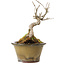 Acer buergerianum, 14 cm, ± 20 anni