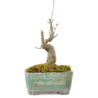Acer buergerianum, 14 cm, ± 20 years old