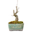 Acer buergerianum, 14 cm, ± 20 years old