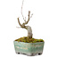Acer buergerianum, 14 cm, ± 20 Jahre alt