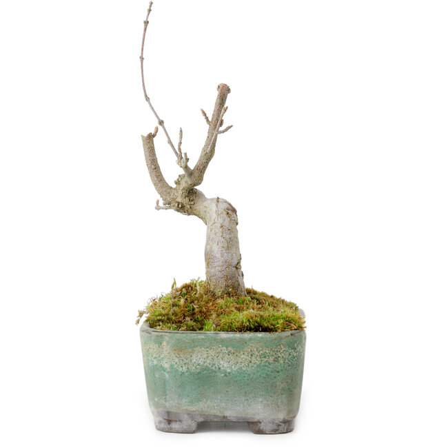Acer buergerianum, 14 cm, ± 20 anni