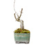 Acer buergerianum, 14 cm, ± 20 years old