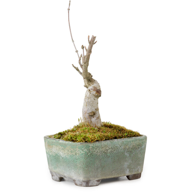Acer buergerianum, 14 cm, ± 20 anni