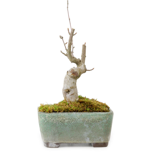 Acer buergerianum, 14 cm, ± 20 anni