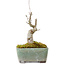 Acer buergerianum, 14 cm, ± 20 Jahre alt