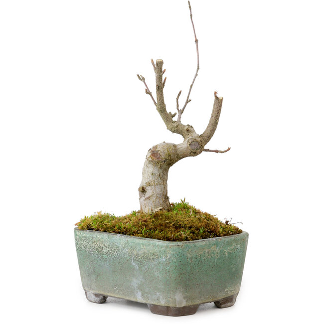 Acer buergerianum, 14 cm, ± 20 jaar oud