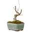 Acer buergerianum, 14 cm, ± 20 anni