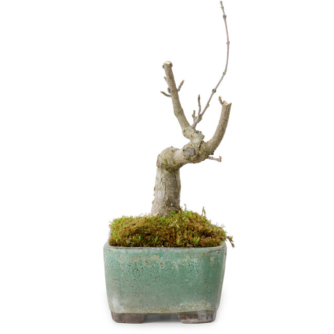Acer buergerianum, 14 cm, ± 20 anni