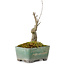 Acer buergerianum, 14 cm, ± 20 Jahre alt