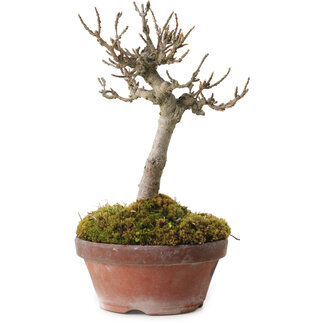 Acer buergerianum, 14 cm, ± 20 jaar oud