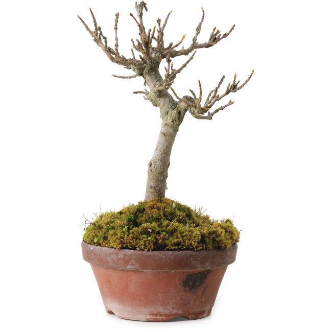Acer buergerianum, 14 cm, ± 20 ans