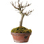 Acer buergerianum, 14 cm, ± 20 anni