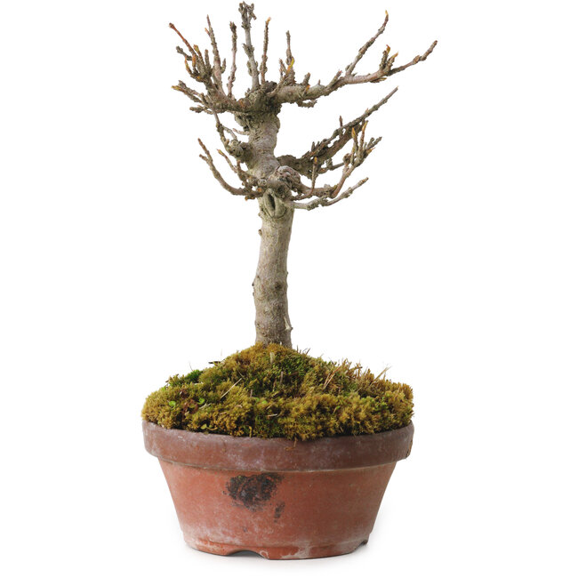 Acer buergerianum, 14 cm, ± 20 years old