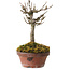 Acer buergerianum, 14 cm, ± 20 years old