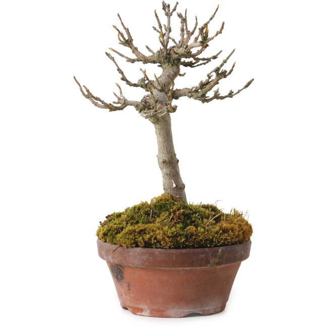 Acer buergerianum, 14 cm, ± 20 jaar oud