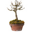 Acer buergerianum, 14 cm, ± 20 Jahre alt