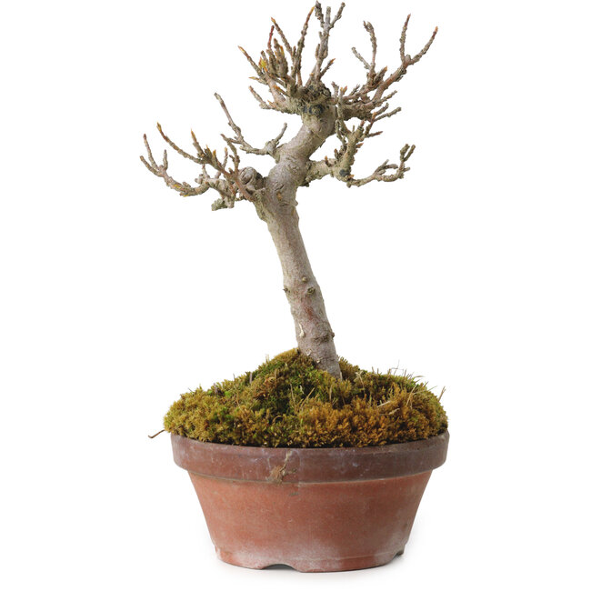 Acer buergerianum, 14 cm, ± 20 jaar oud