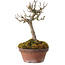 Acer buergerianum, 14 cm, ± 20 Jahre alt