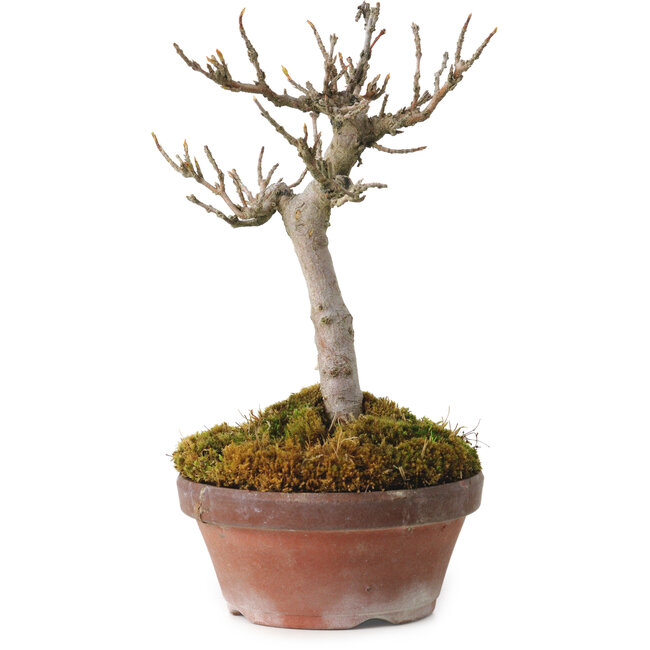 Acer buergerianum, 14 cm, ± 20 years old