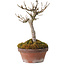 Acer buergerianum, 14 cm, ± 20 years old