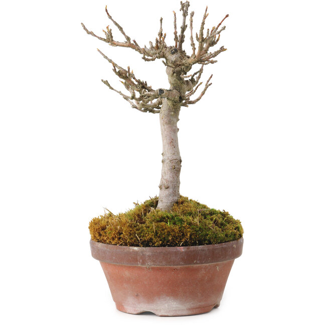 Acer buergerianum, 14 cm, ± 20 Jahre alt