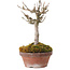 Acer buergerianum, 14 cm, ± 20 years old