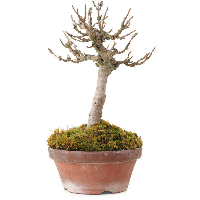 Acer buergerianum, 14 cm, ± 20 años