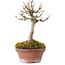 Acer buergerianum, 14 cm, ± 20 años