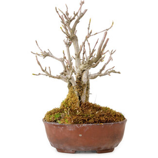Acer buergerianum, 16 cm, ± 20 anni