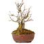 Acer buergerianum, 16 cm, ± 20 Jahre alt