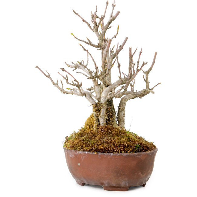 Acer buergerianum, 16 cm, ± 20 jaar oud