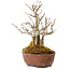 Acer buergerianum, 16 cm, ± 20 jaar oud