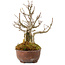Acer buergerianum, 16 cm, ± 20 years old