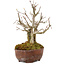Acer buergerianum, 16 cm, ± 20 anni
