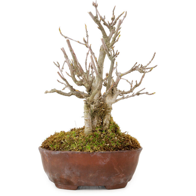 Acer buergerianum, 16 cm, ± 20 years old